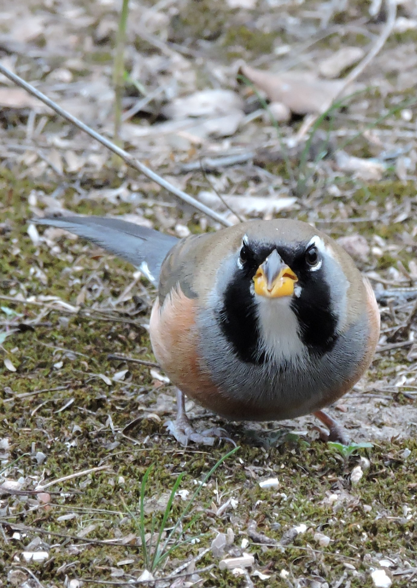 Saltator du Chaco - ML643319920