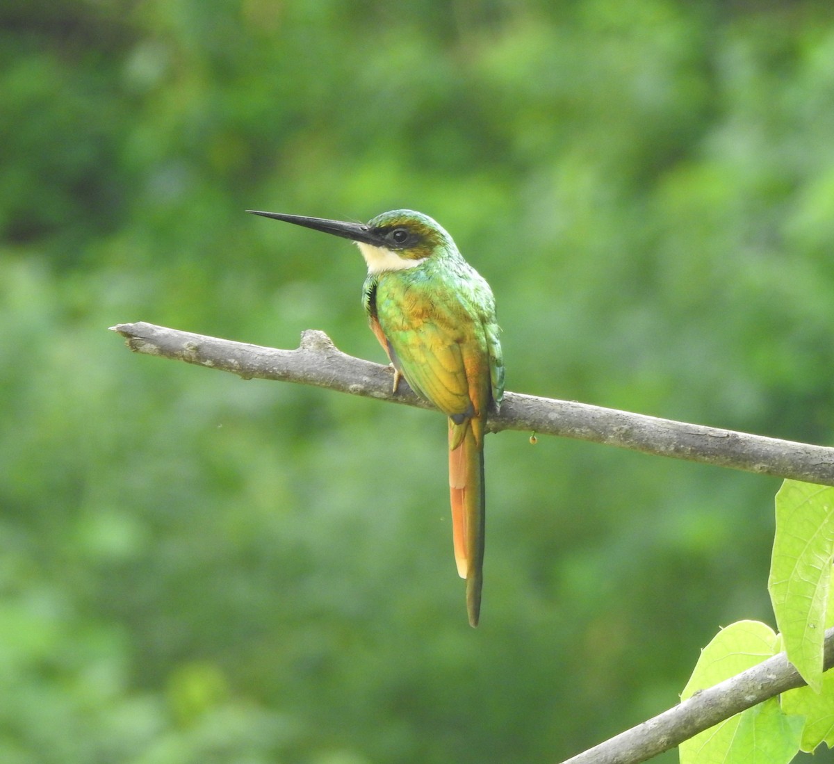 Rufous-tailed Jacamar - ML643319924
