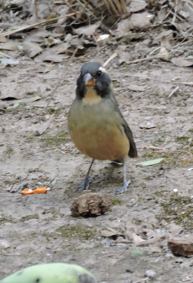 Golden-billed Saltator - ML643319955