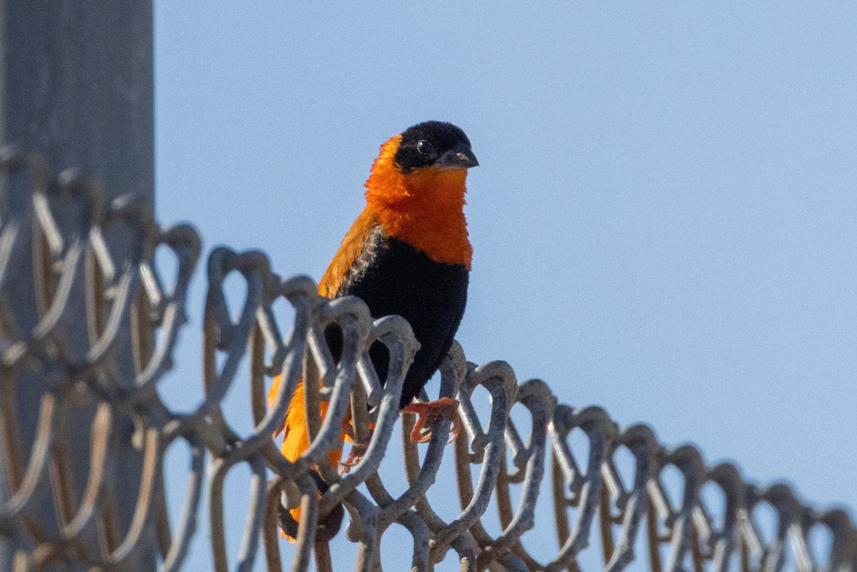 Feuerweber - ML643319973