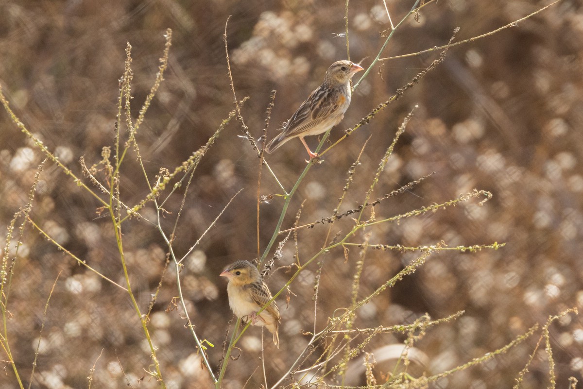 Feuerweber - ML643319974