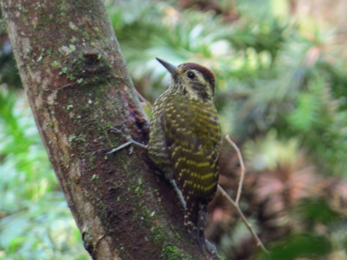 White-spotted Woodpecker - ML643319977