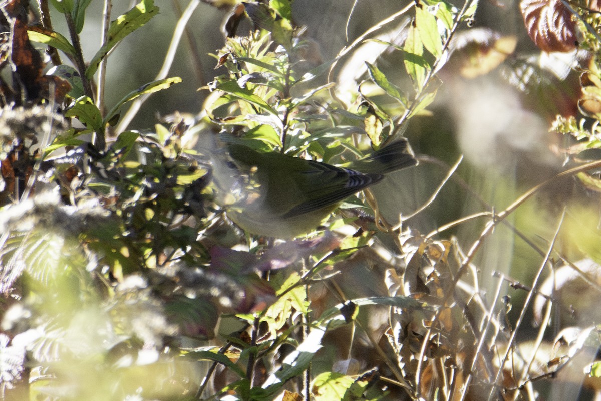 Tennessee Warbler - ML643319978