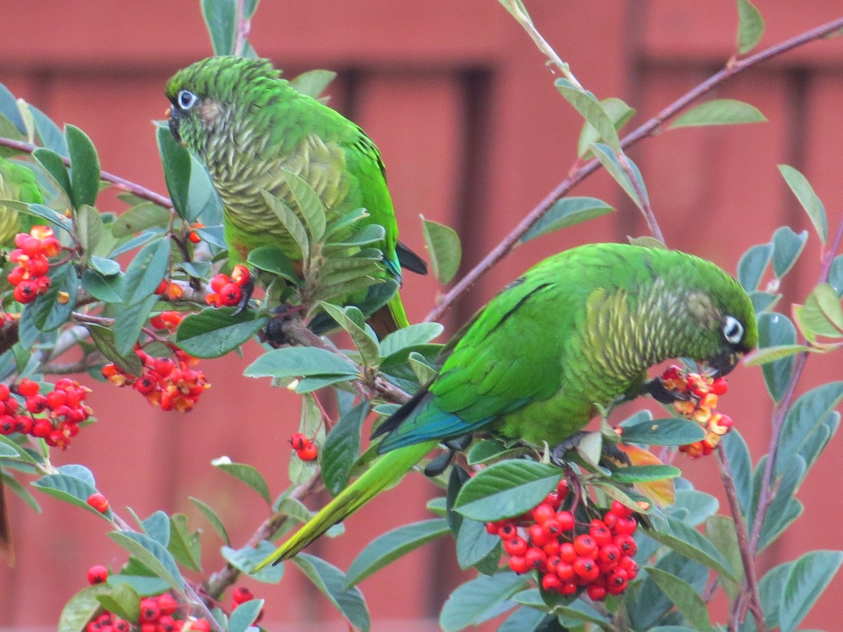 Maroon-bellied Parakeet - ML643319986
