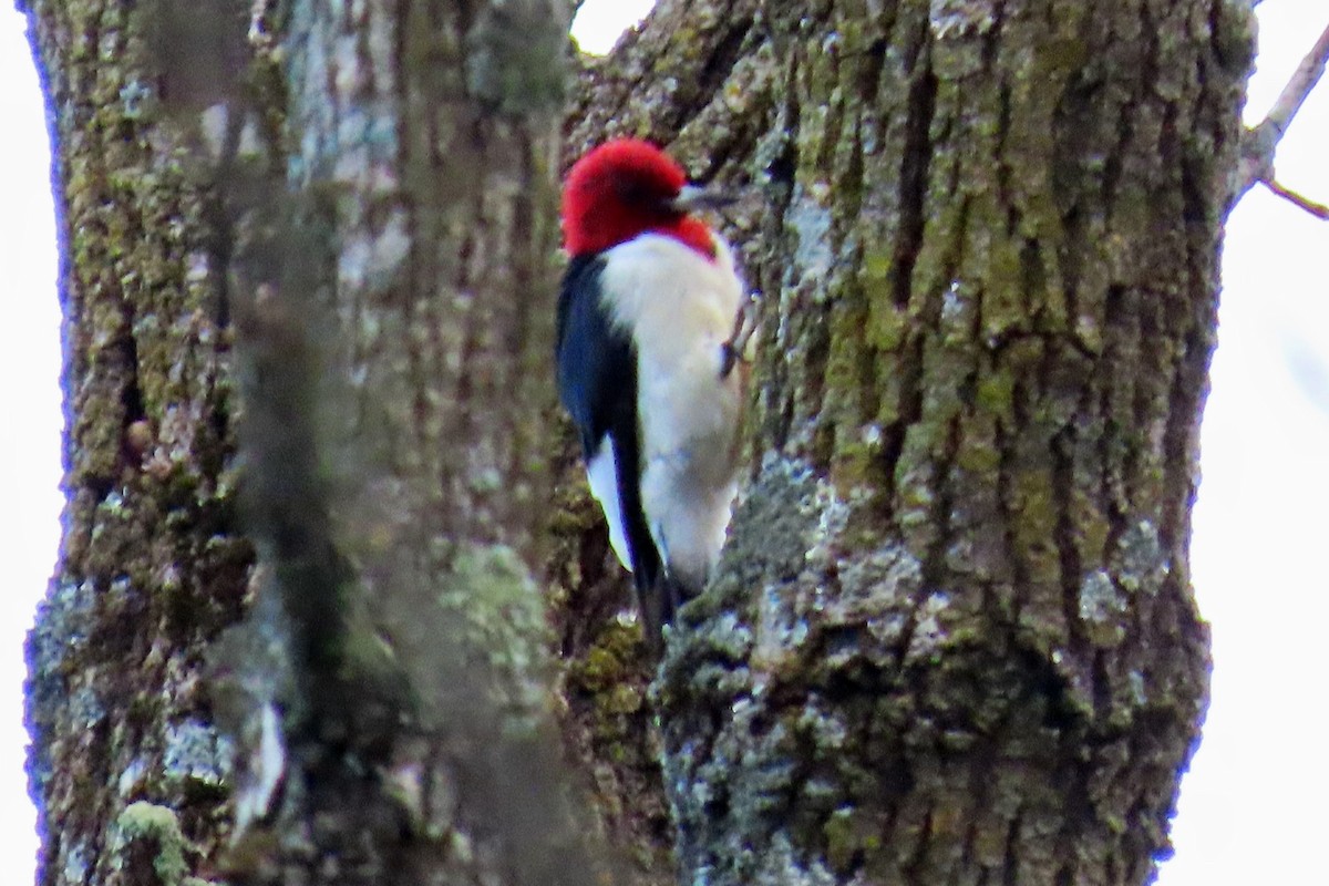 Red-headed Woodpecker - ML643319987