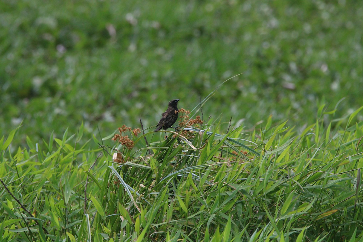 Yellow-winged Blackbird - ML643319998