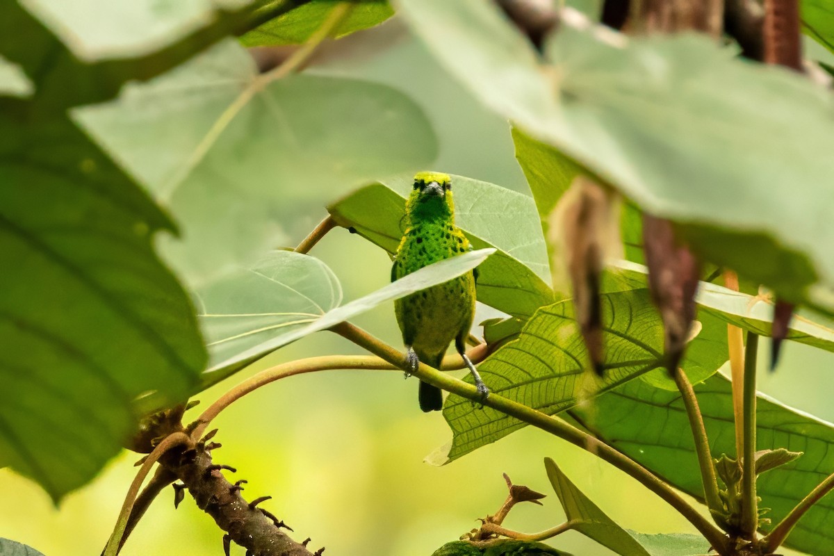 Yellow-bellied Tanager - ML643320002