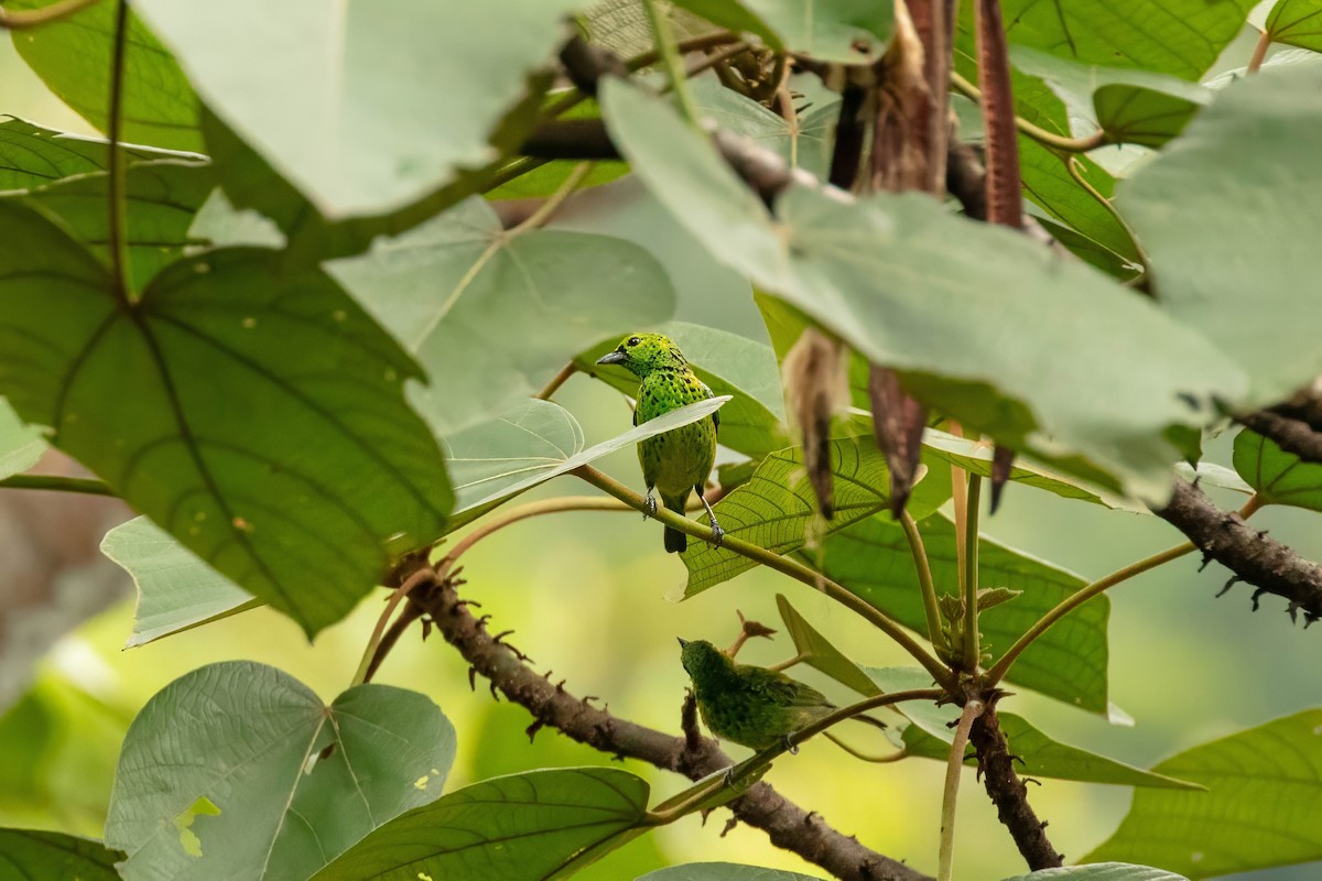 Yellow-bellied Tanager - ML643320003