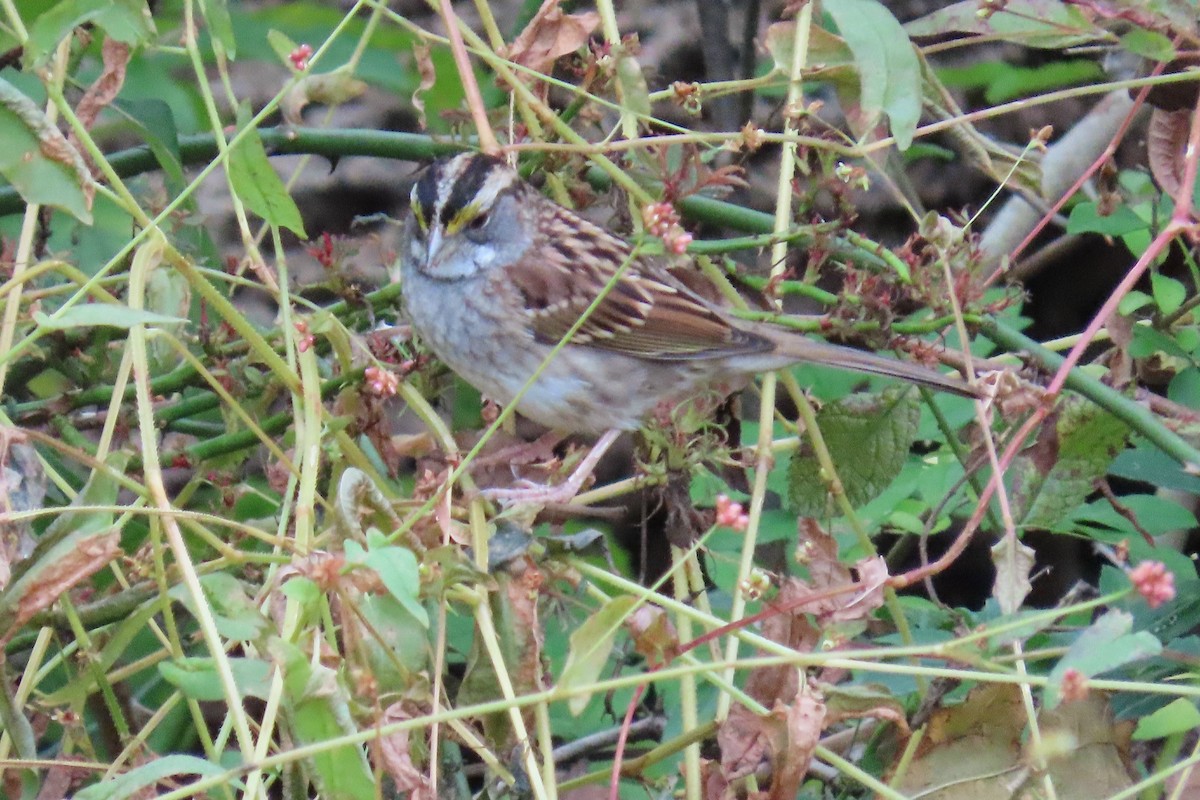 White-throated Sparrow - ML643320042