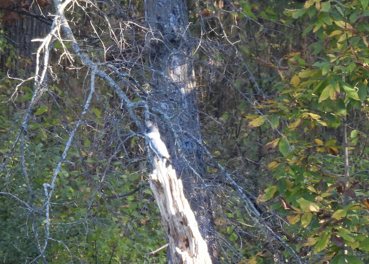 Belted Kingfisher - ML643320048