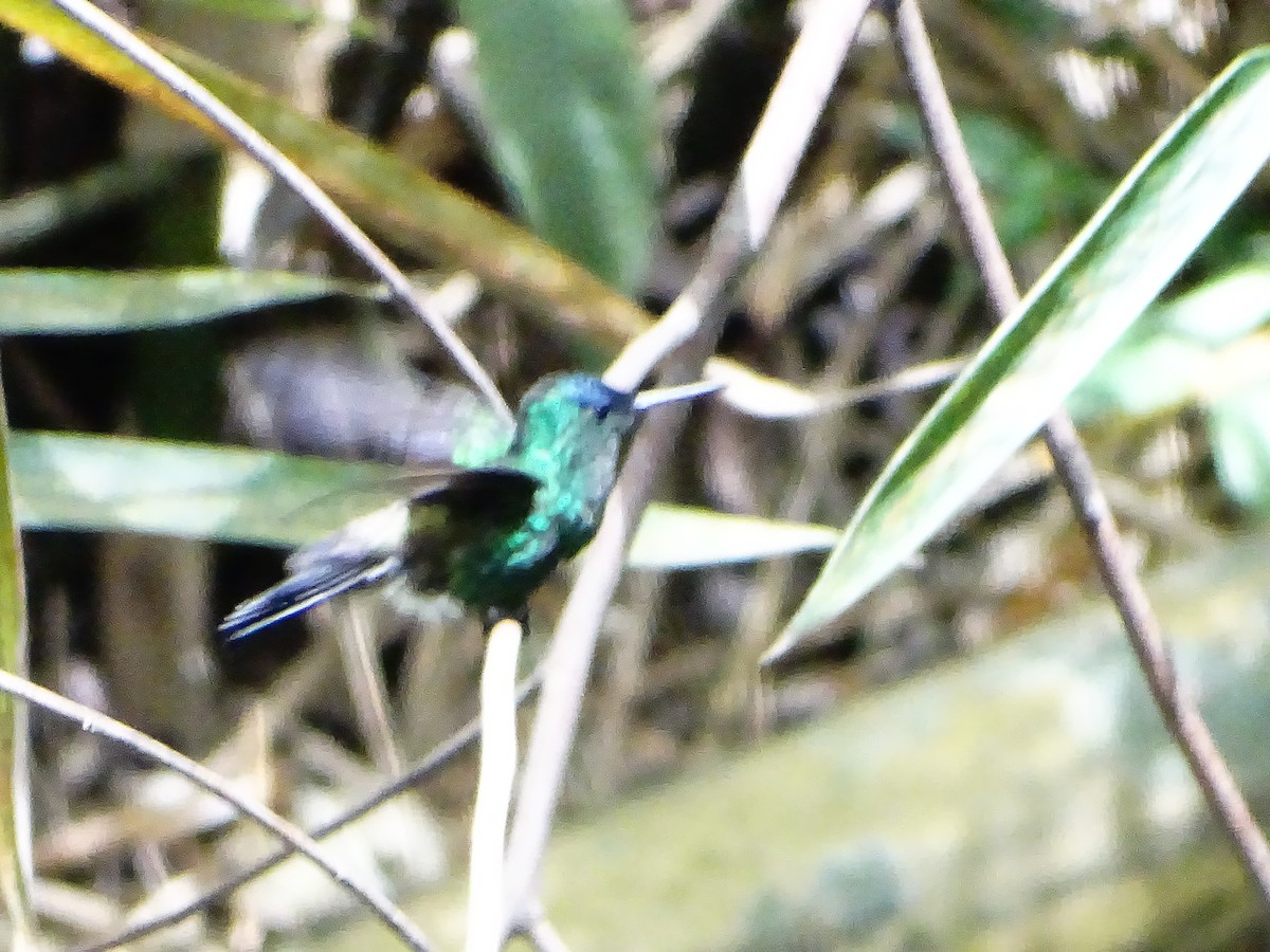 Crowned Woodnymph - ML643320054
