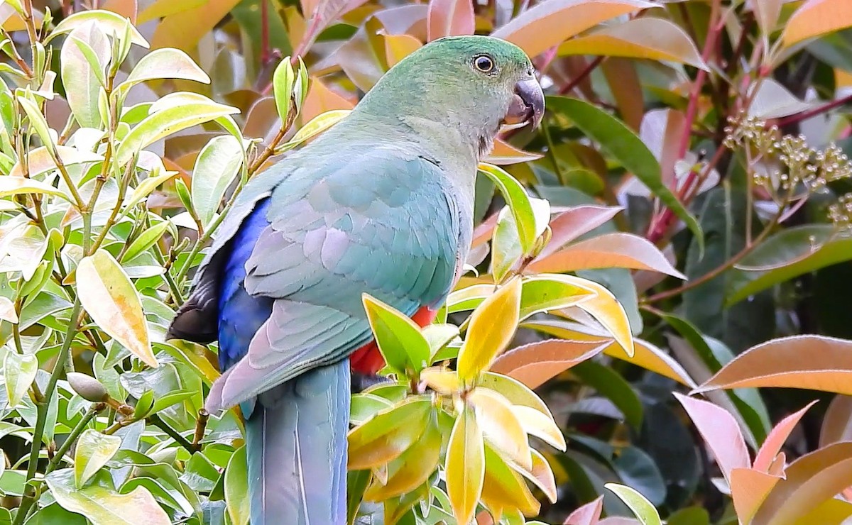 Australian King-Parrot - ML643320056