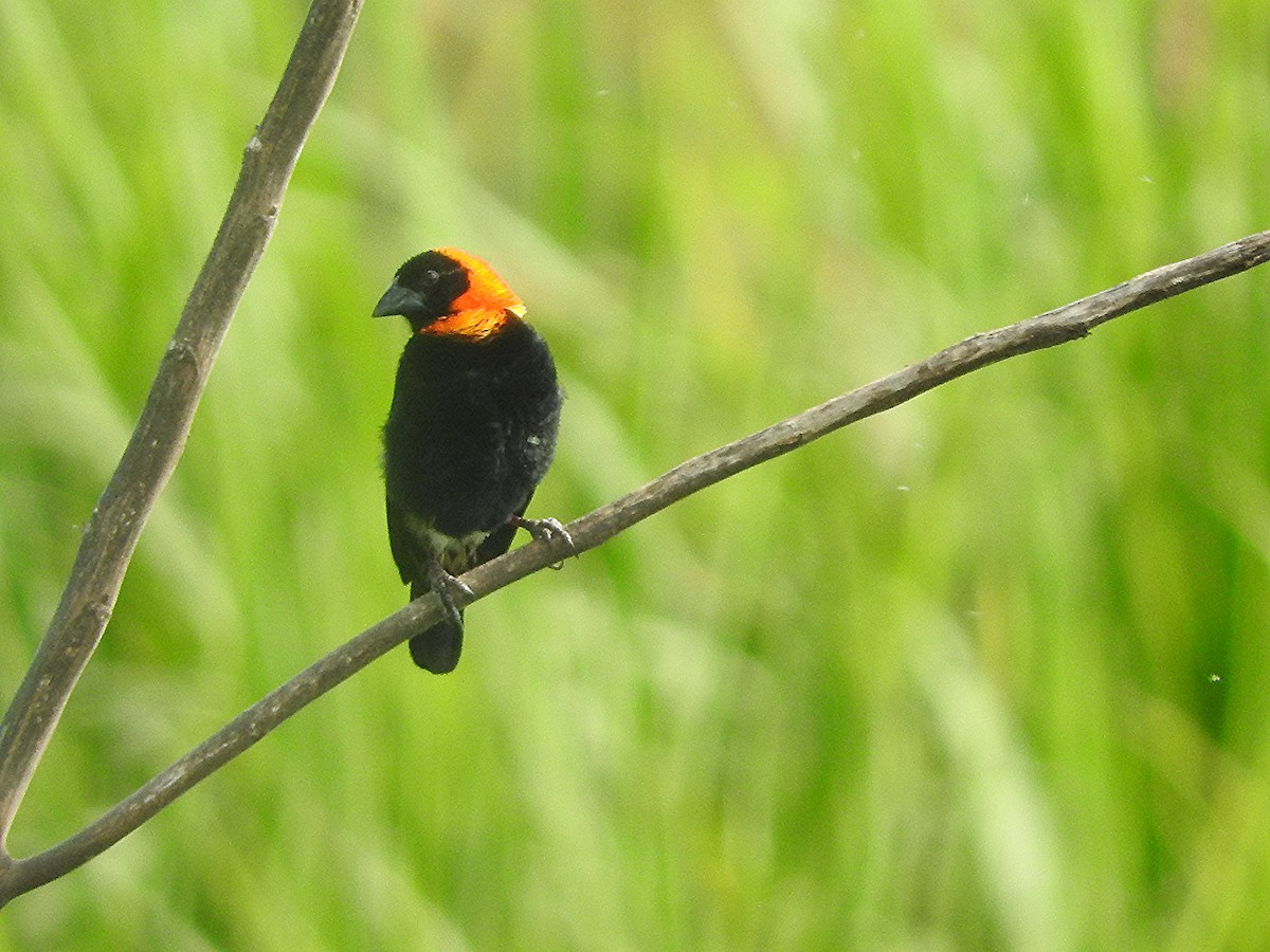 Black Bishop - ML643320061