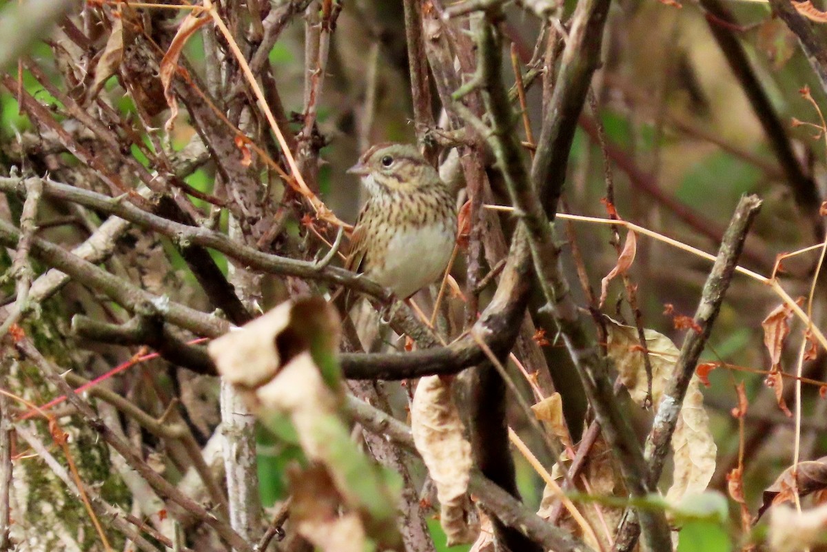 Lincoln's Sparrow - ML643320075