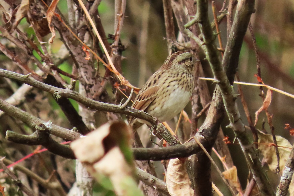 Lincoln's Sparrow - ML643320076