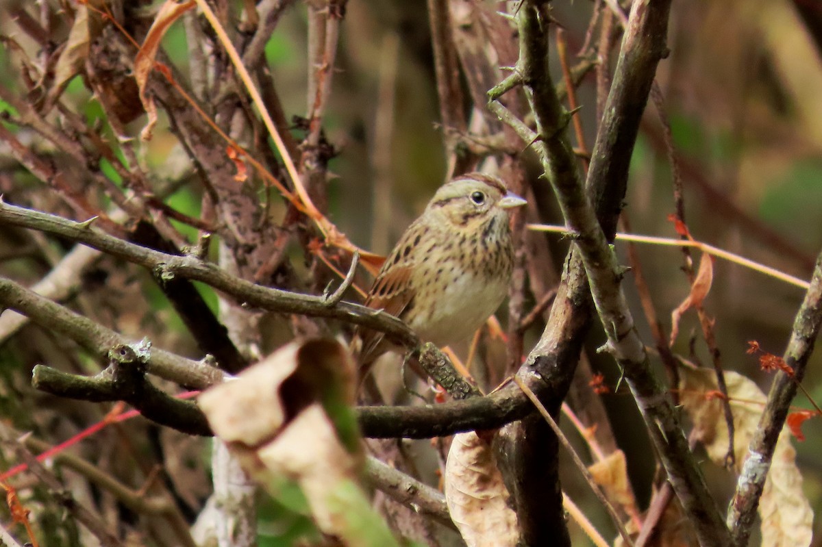 Lincoln's Sparrow - ML643320077