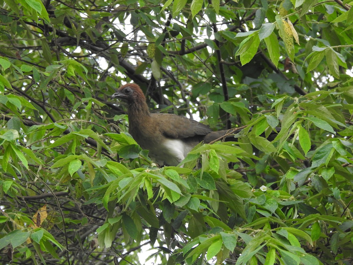 Chestnut-winged Chachalaca - ML643320078