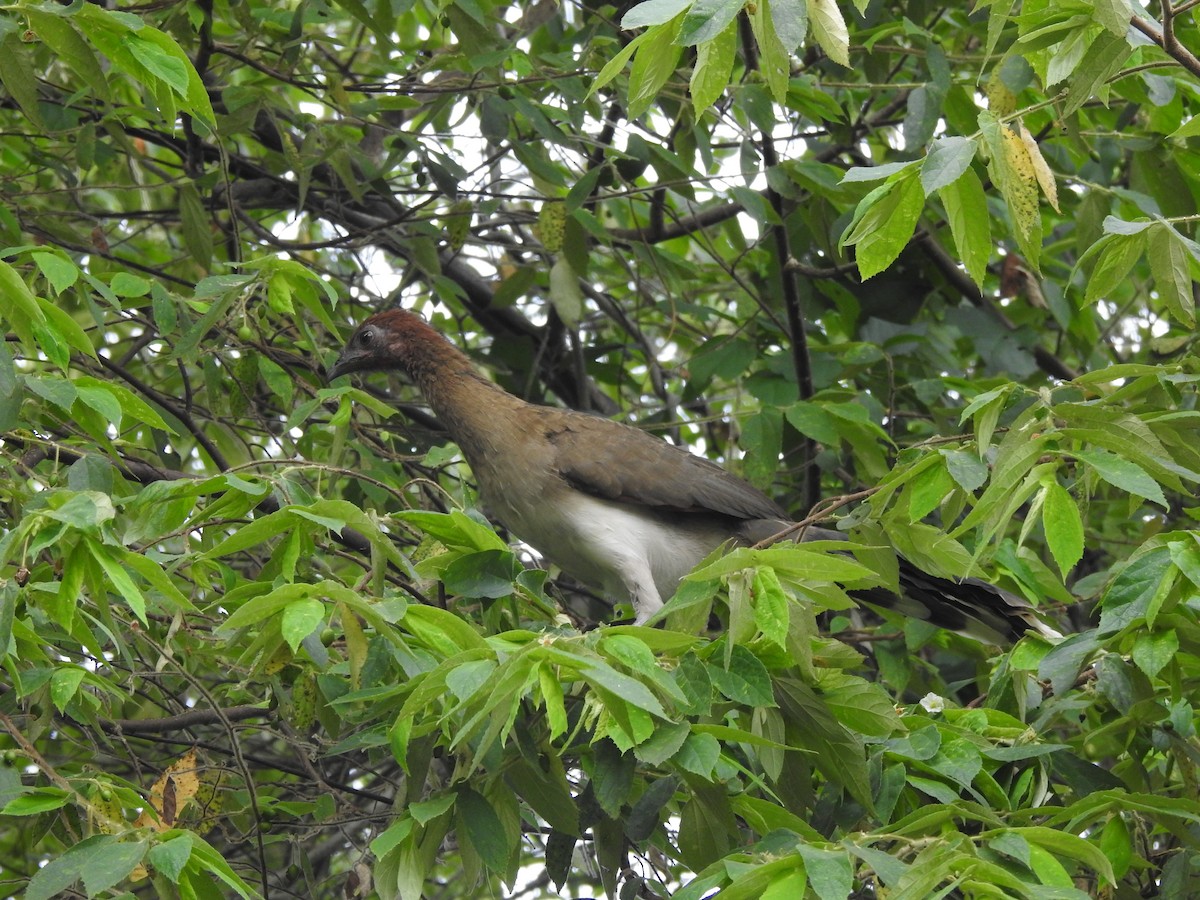 Chestnut-winged Chachalaca - ML643320079