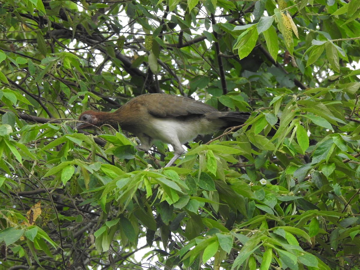 Chestnut-winged Chachalaca - ML643320080