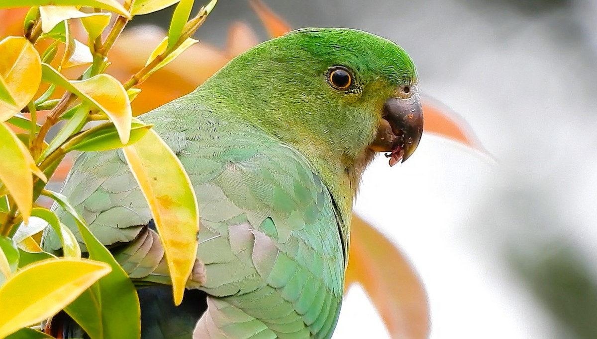 Australian King-Parrot - ML643320081