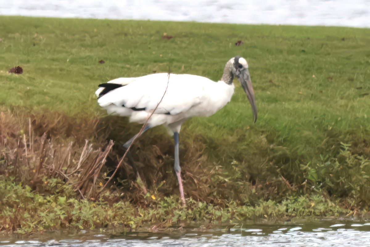 Wood Stork - ML643320082