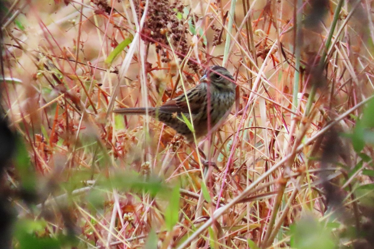 Swamp Sparrow - ML643320100