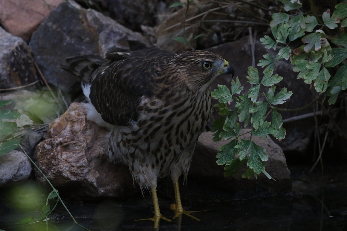 Cooper's Hawk - ML643320130