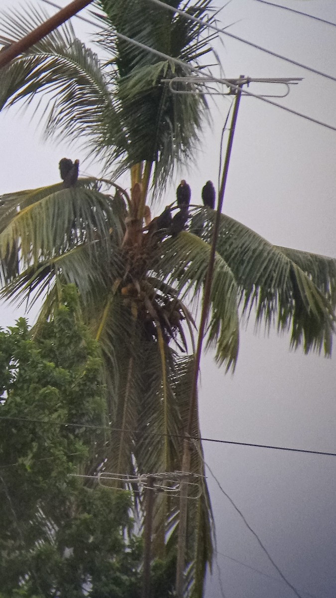 Turkey Vulture - ML643320141
