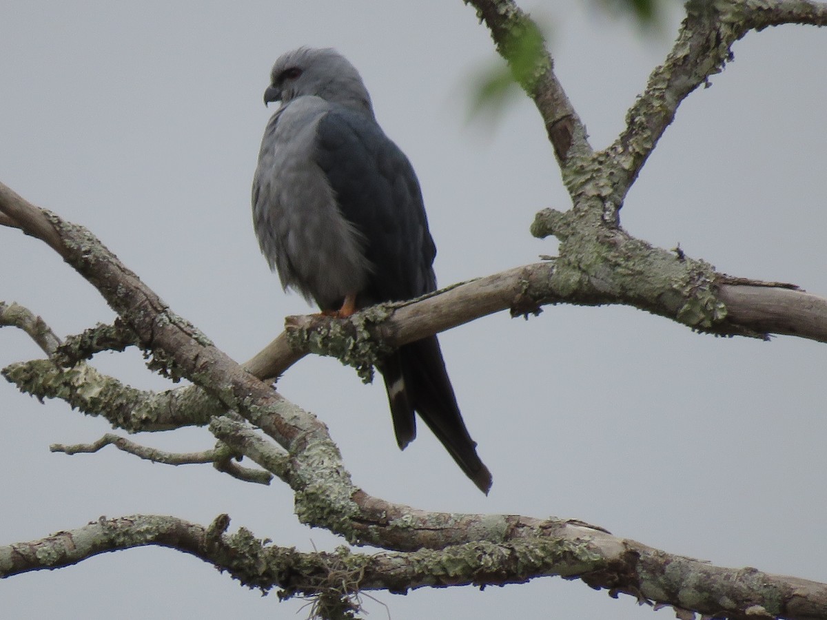 Plumbeous Kite - ML643320147