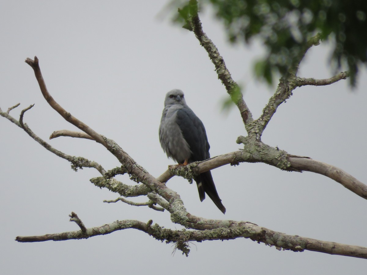 Plumbeous Kite - ML643320148