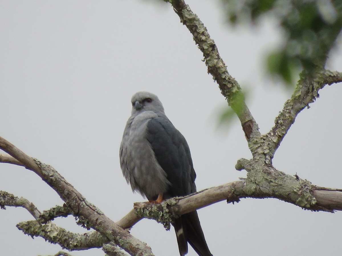 Plumbeous Kite - ML643320152