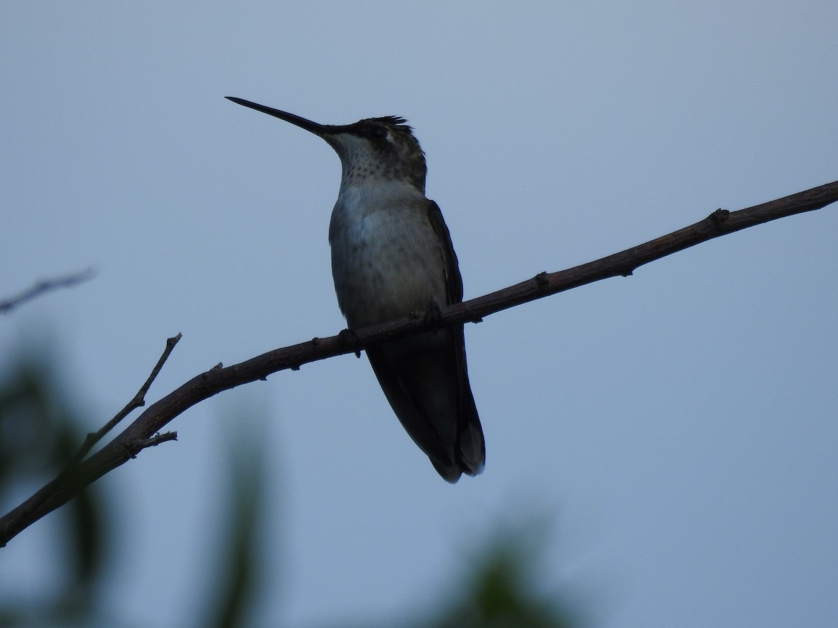 Ruby-throated/Black-chinned Hummingbird - ML643320156