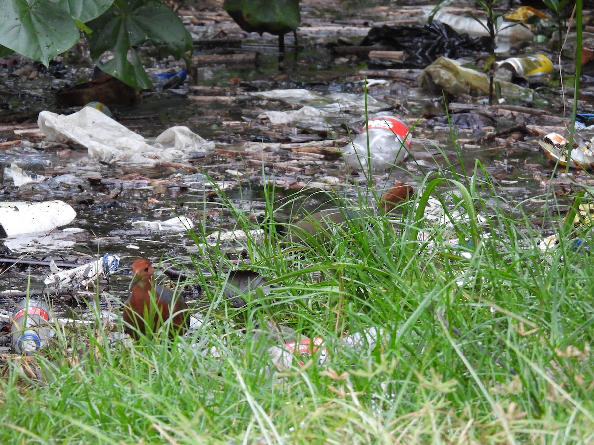 Rufous-necked Wood-Rail - ML643320160