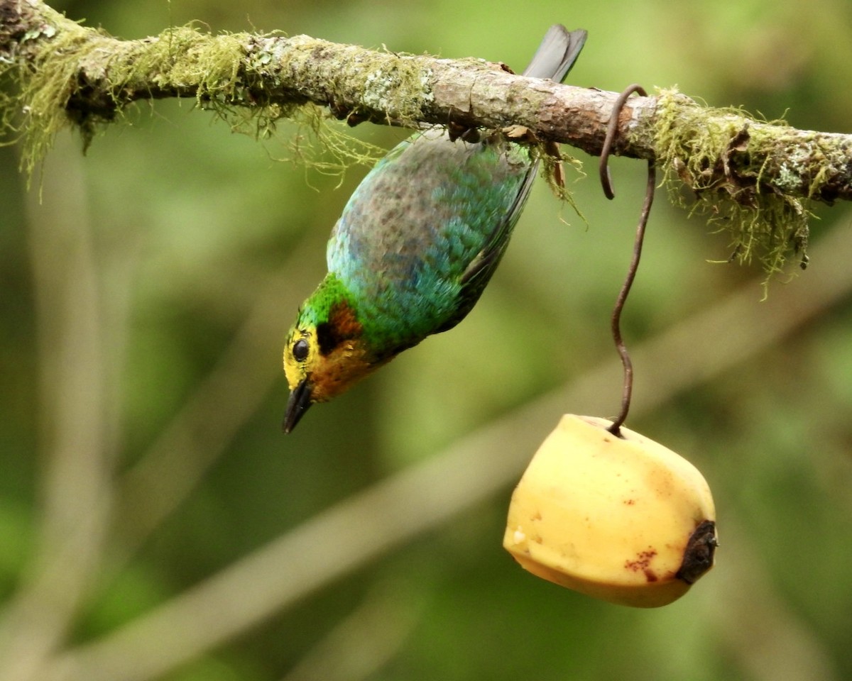 Multicolored Tanager - ML643320161
