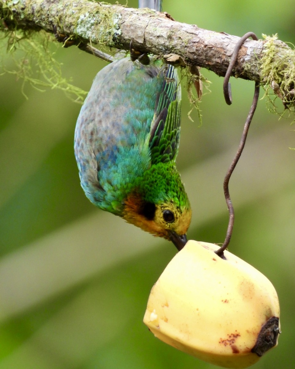 Multicolored Tanager - ML643320162