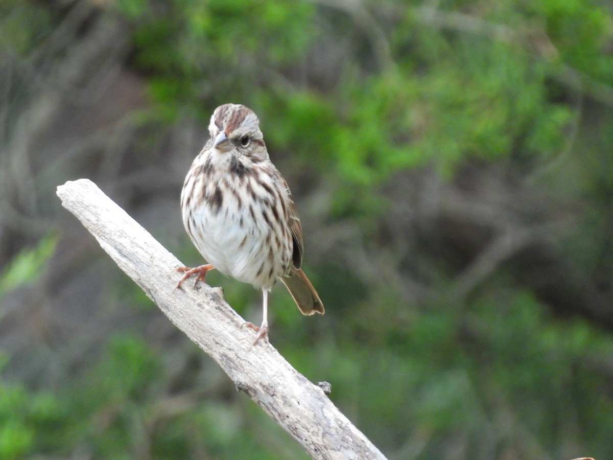 Song Sparrow - ML643320163