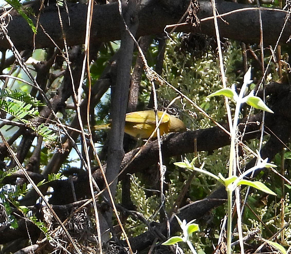 Orange-crowned Warbler - ML643320164