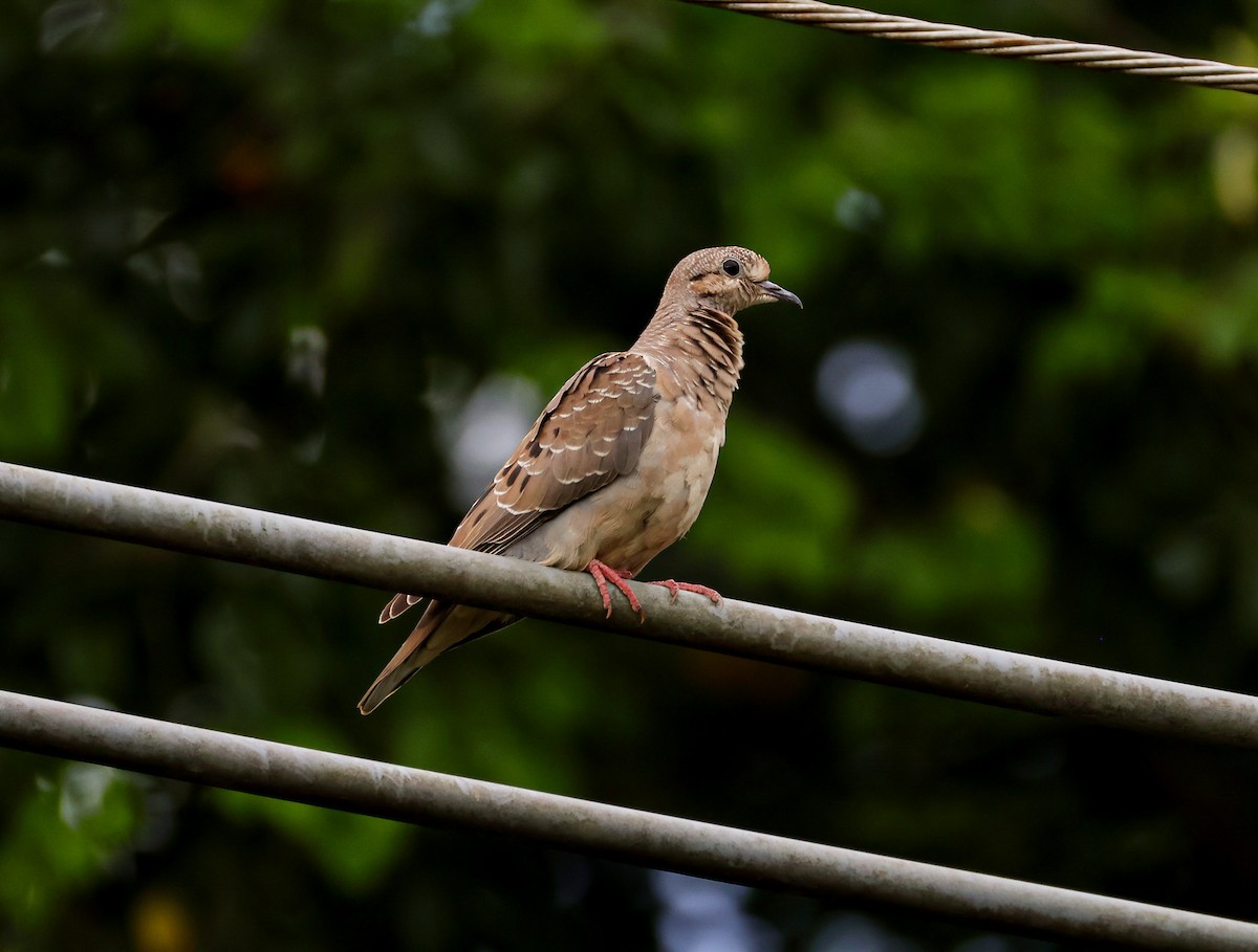 Eared Dove - ML643320165
