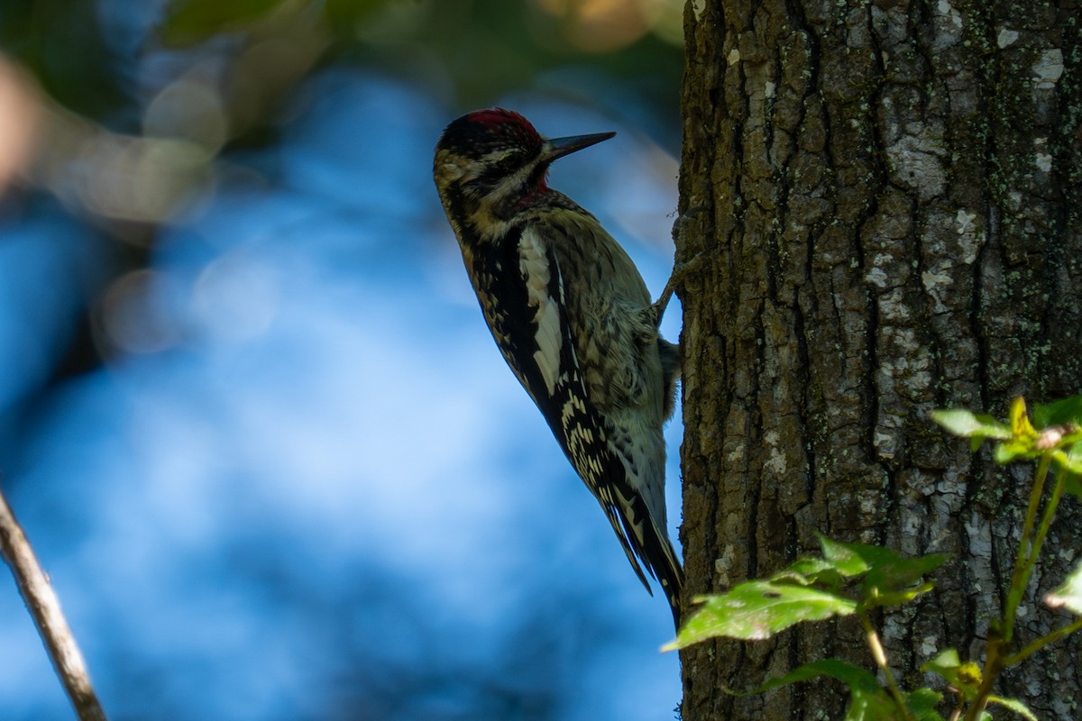 Yellow-bellied Sapsucker - ML643320167