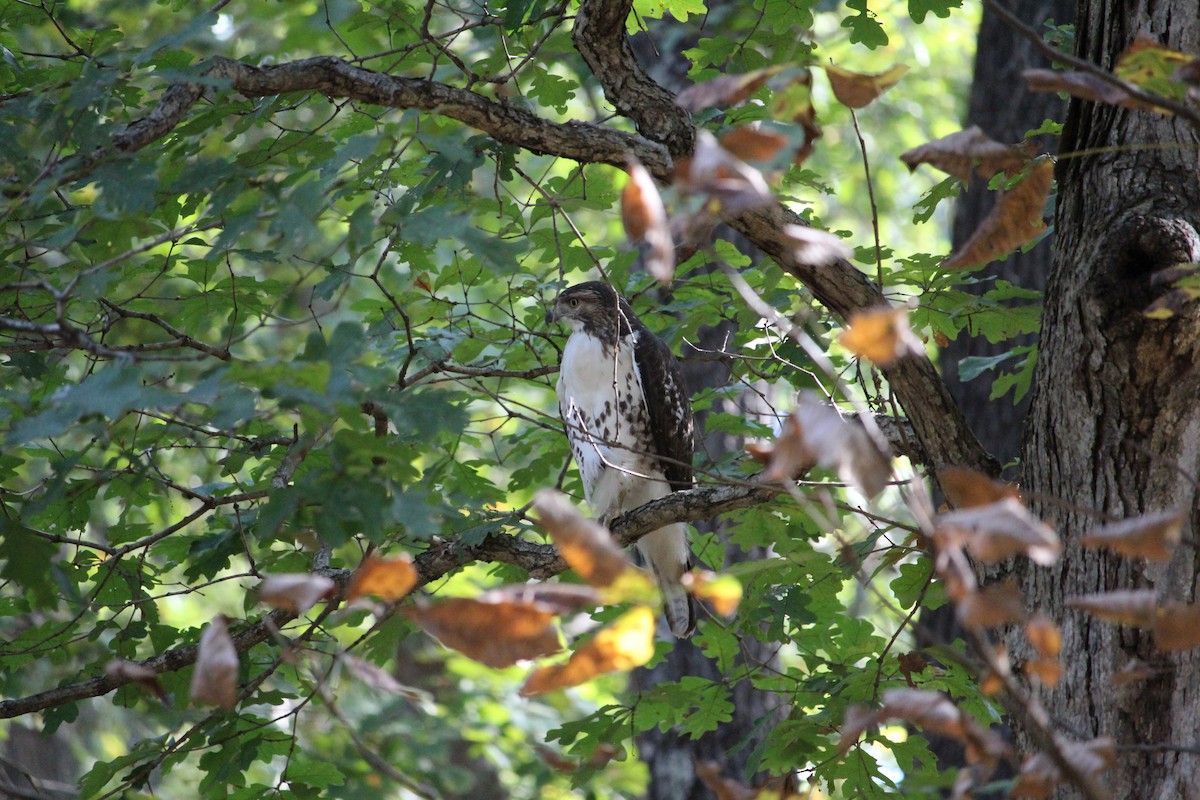 Red-tailed Hawk - ML643320168