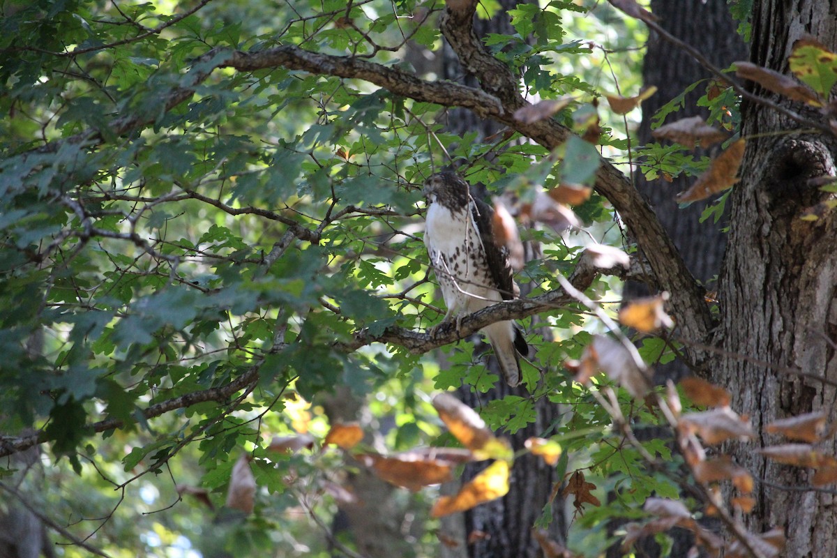 Red-tailed Hawk - ML643320169
