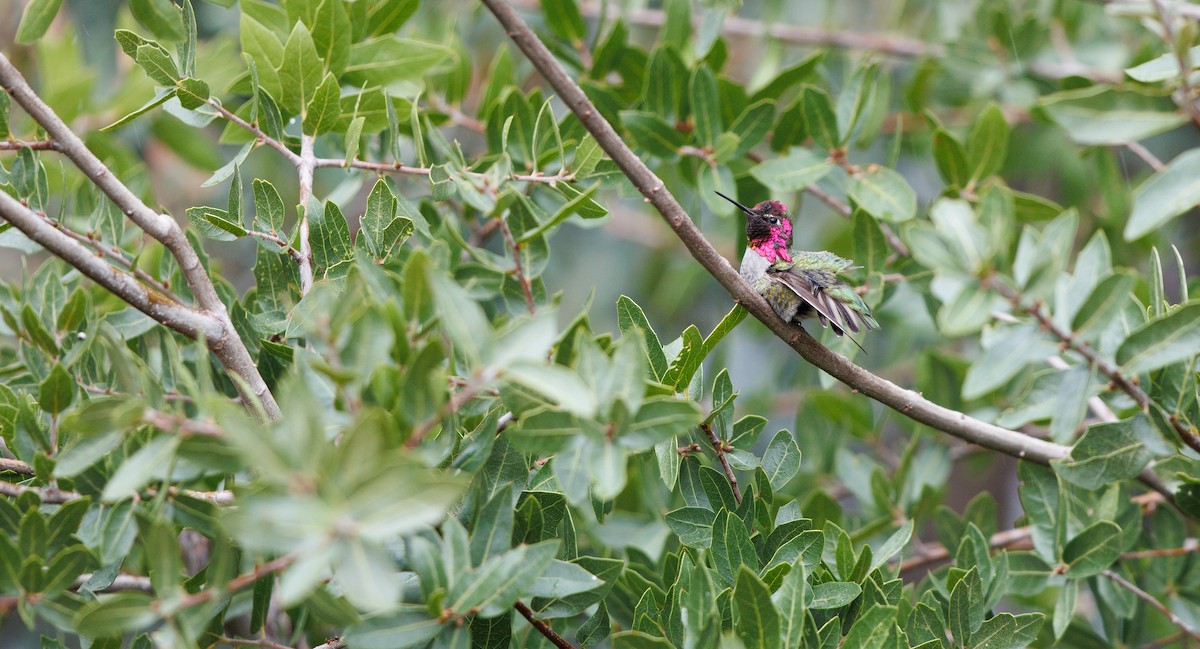 Anna's Hummingbird - ML643320170