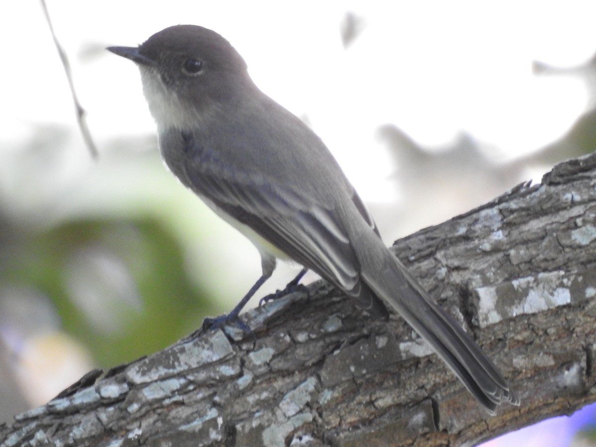 Eastern Phoebe - ML643320172