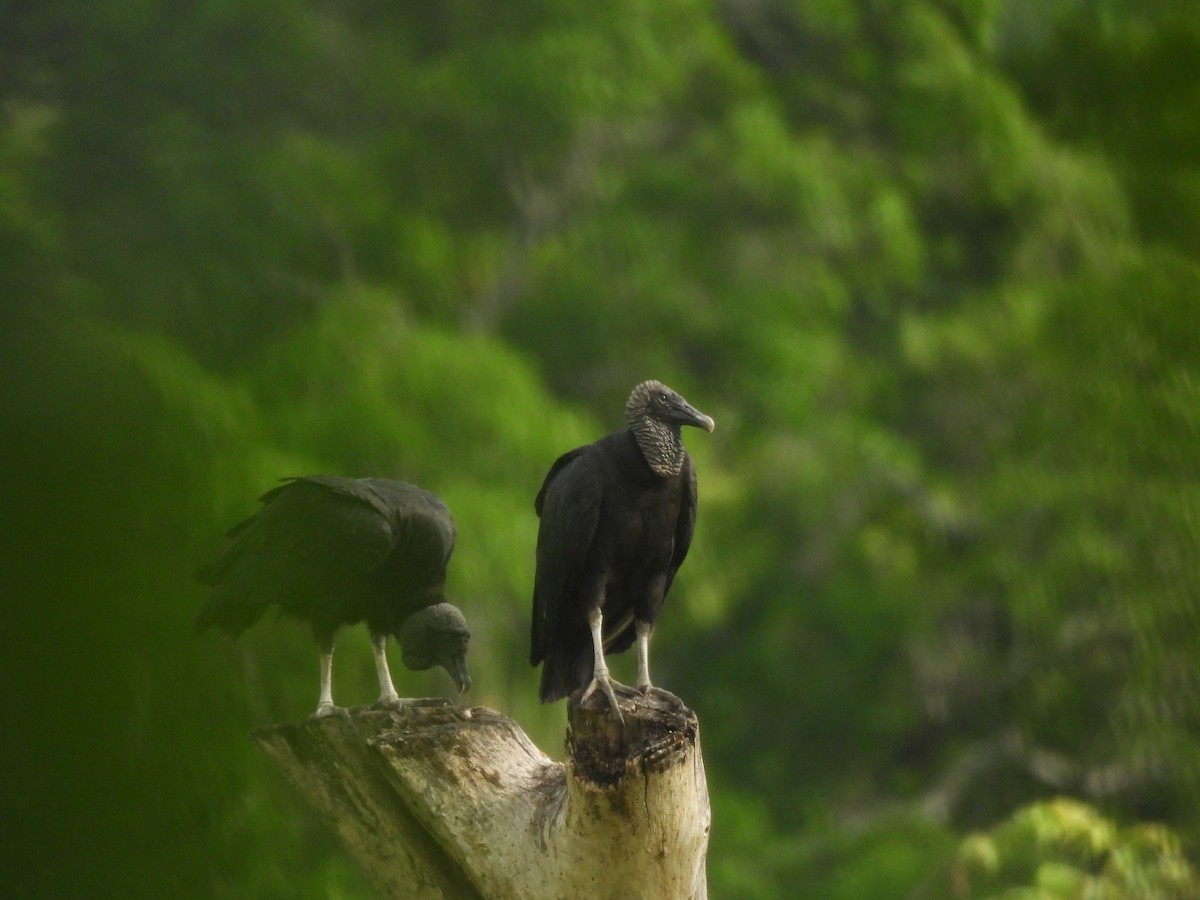 Black Vulture - ML643320173