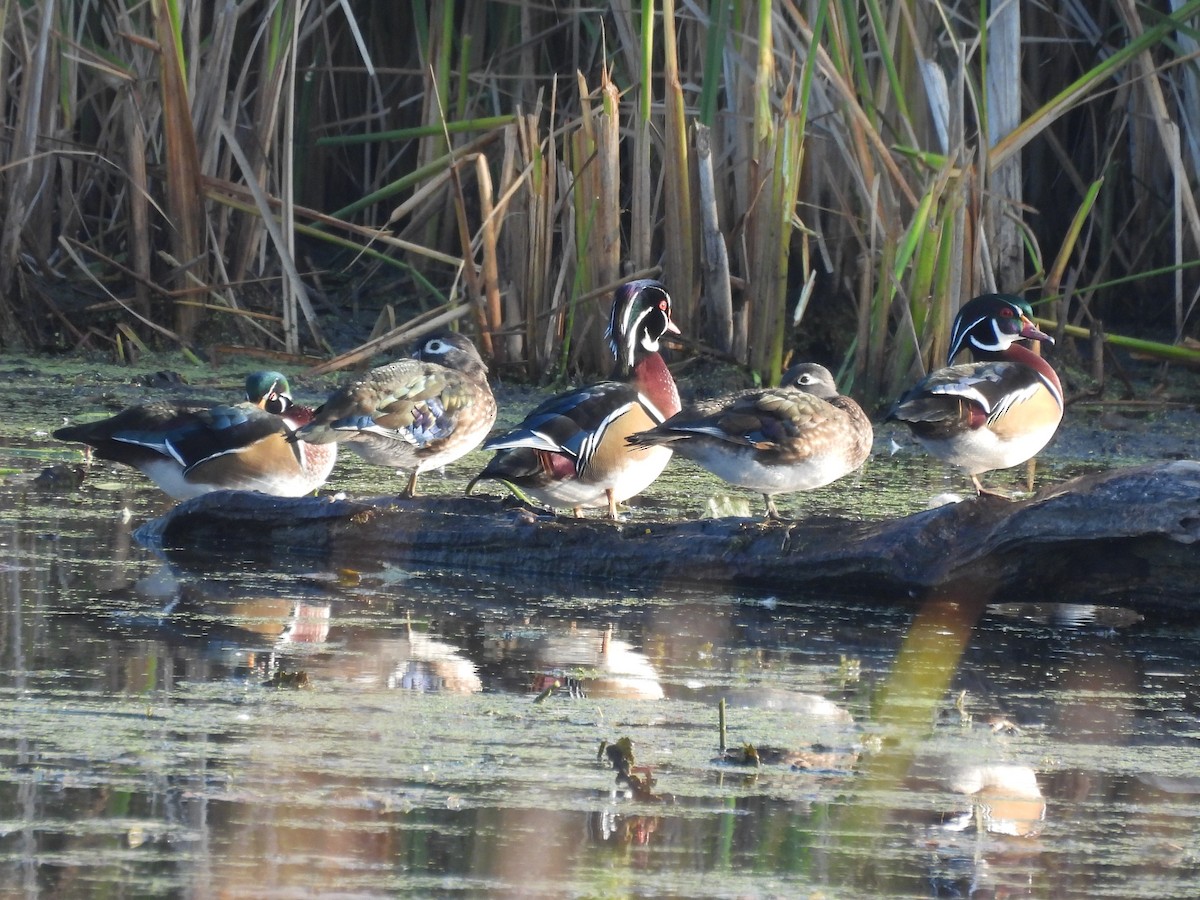 Wood Duck - ML643320177