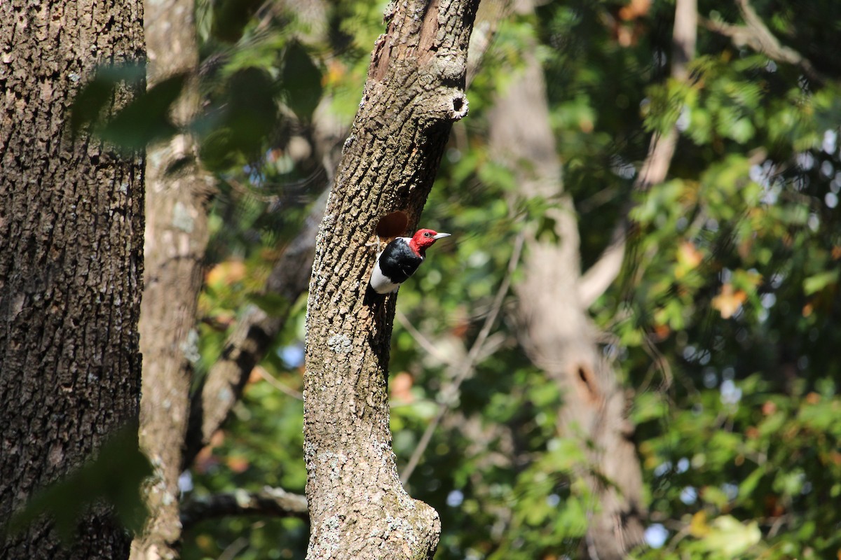 Red-headed Woodpecker - ML643320181