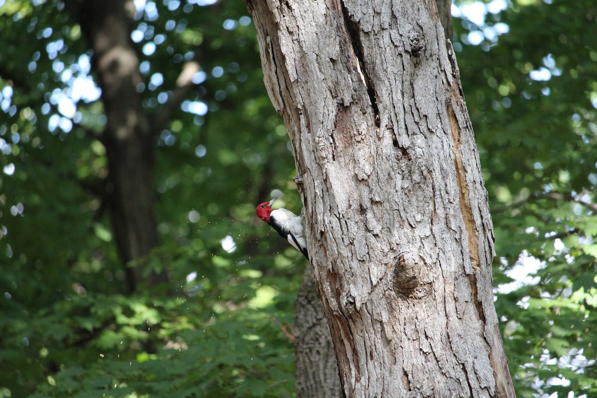 Red-headed Woodpecker - ML643320182