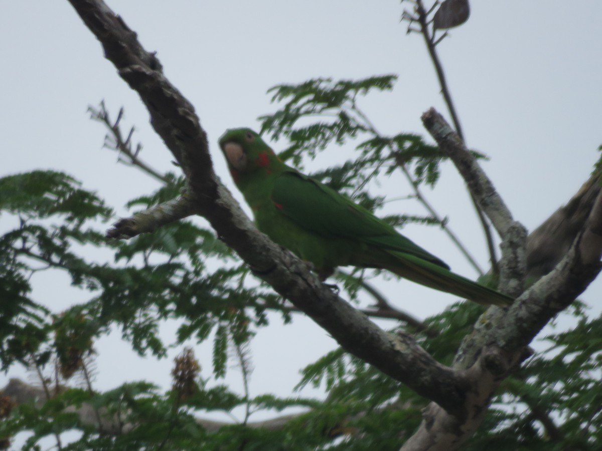White-eyed Parakeet - ML643320183