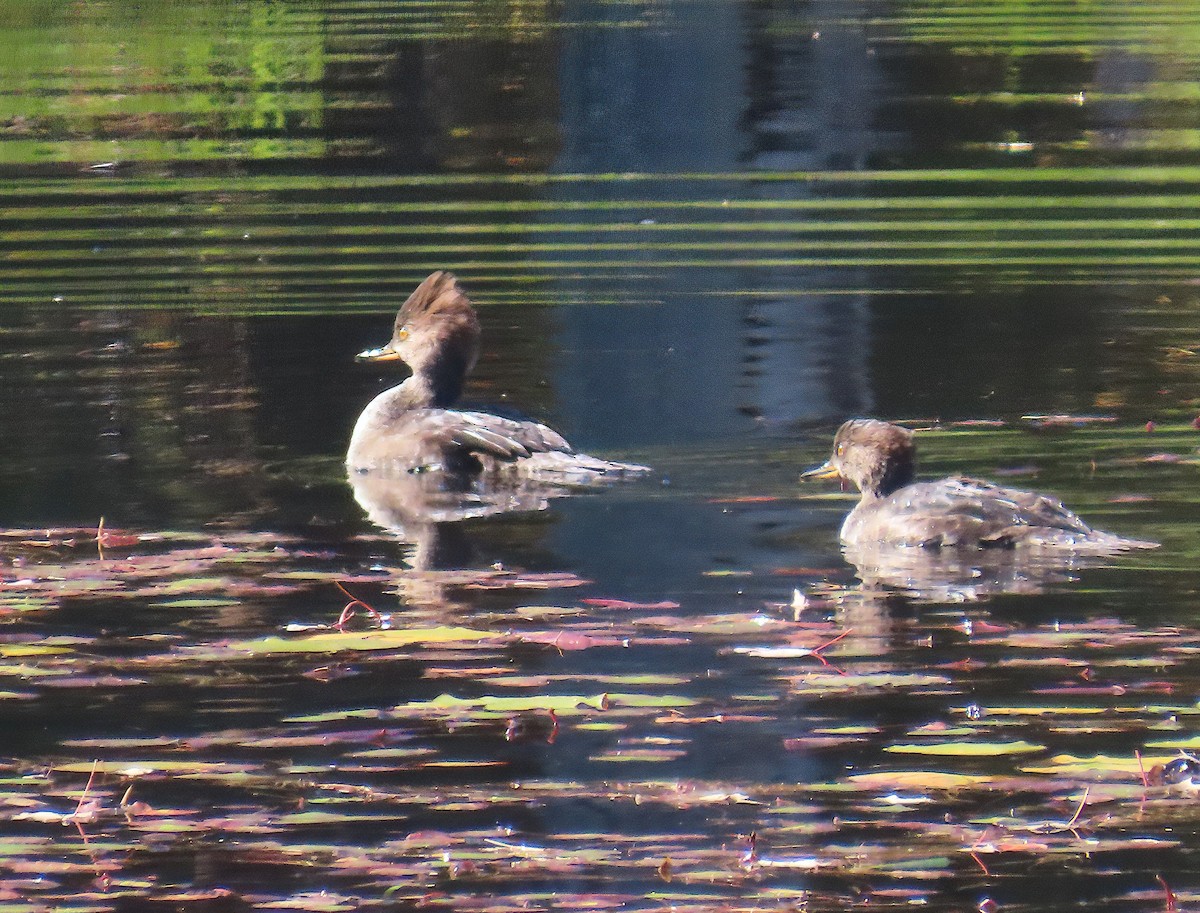 Hooded Merganser - ML643320184