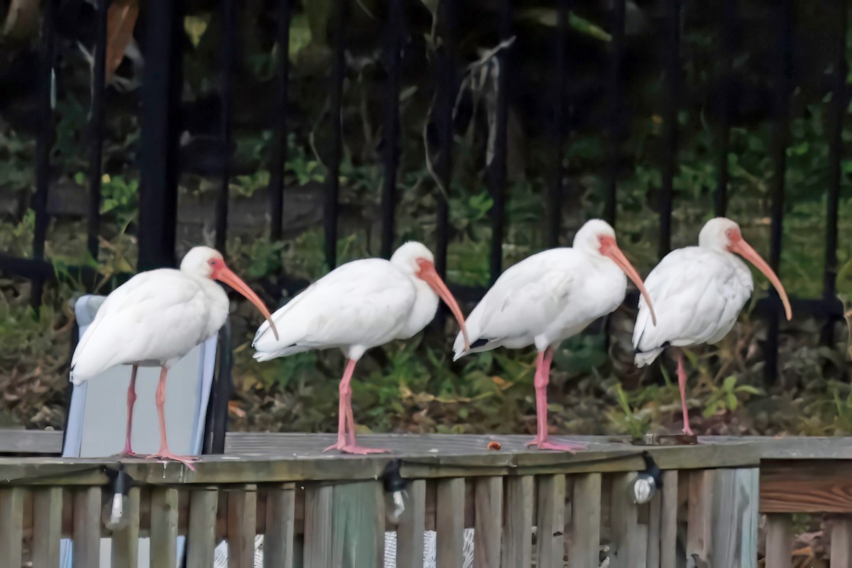 White Ibis - ML643320185